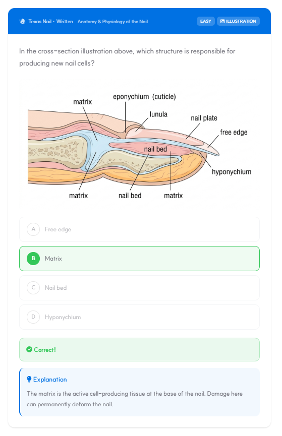 Sample bilingual quiz preview