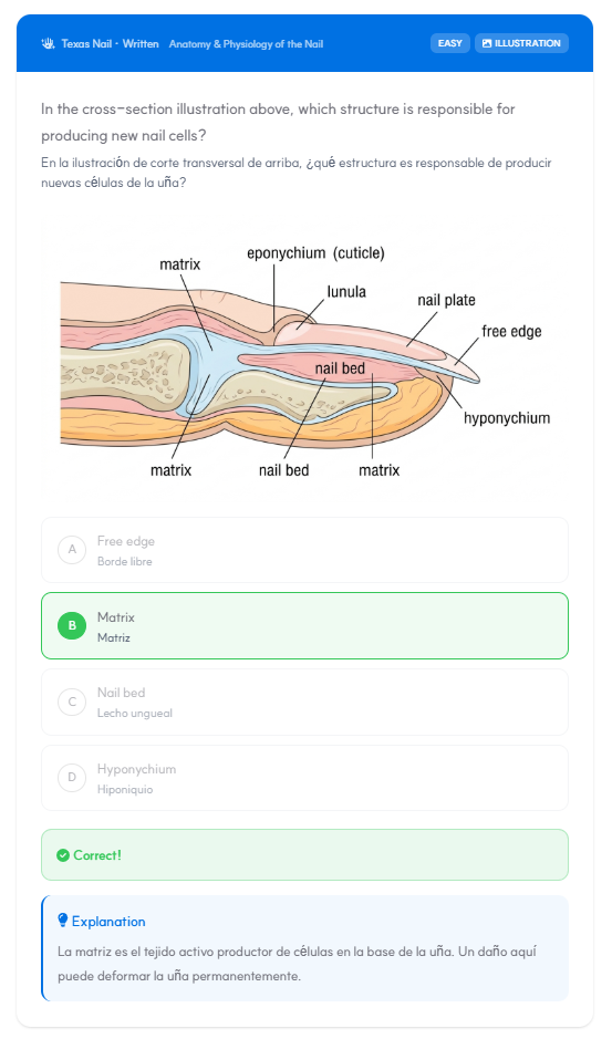 Sample bilingual quiz preview